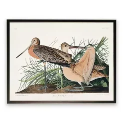 Online Kirklands Home Vintage Great Marbled Godwit Framed Art Print